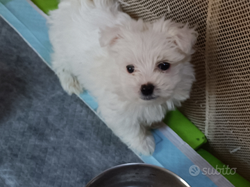 Maltese mini toy