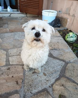 Cane cucciolo Maltese maschio