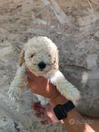 Barbone Toy bianco