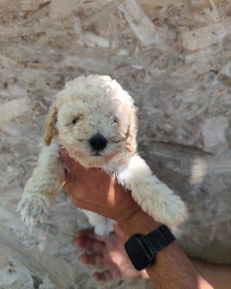 Barbone Toy bianco
