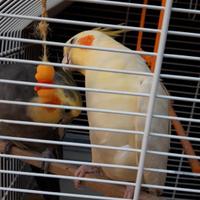 Coppia di Calopsitta