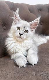 MAINE COON altissima genealogia estera ANFI