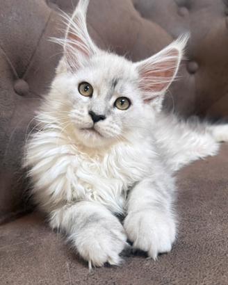 MAINE COON altissima genealogia estera ANFI