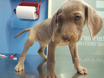 Bracco weimaraner