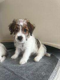 Jack Russell Terrier - Cuccioli con Pedigree