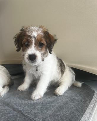 Jack Russell Terrier - Cuccioli con Pedigree