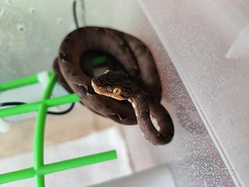 Boa Corallus Hortulanus