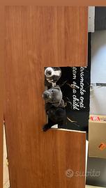 Staffordshire bull terrier