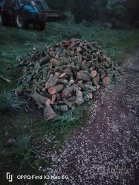 legna di olivastro fresca 