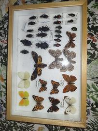 Teca entomologica con coleotteri e farfalle