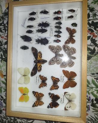 Teca entomologica con coleotteri e farfalle