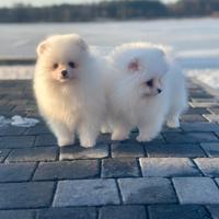 Spitz pomerania