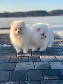 Spitz pomerania