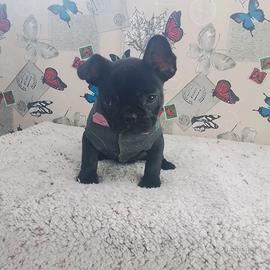 BULLDOG francese femmina 4 mesi