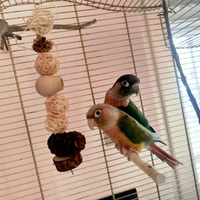 Pulli pyrrhura hypoxantha-parrochetto guanceverdi