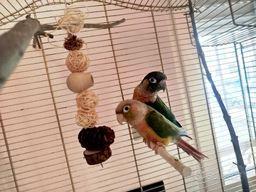 Pulli pyrrhura hypoxantha-parrochetto guanceverdi