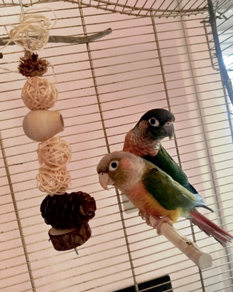 Pulli pyrrhura hypoxantha-parrochetto guanceverdi