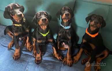 Cuccioli di Dobermann