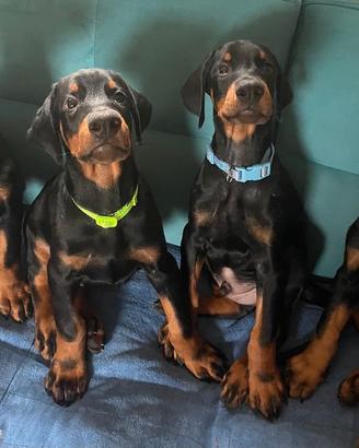 Cuccioli di Dobermann