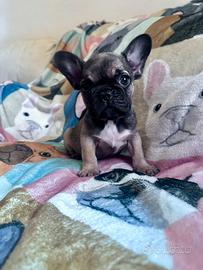 Bulldog francese