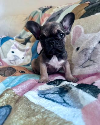 Bulldog francese
