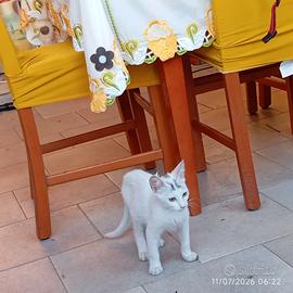 Gattino in affido