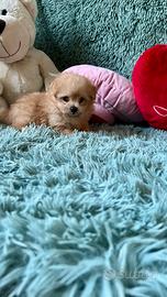 POMAPOO Volpino di Pomerania per Barboncino Toy