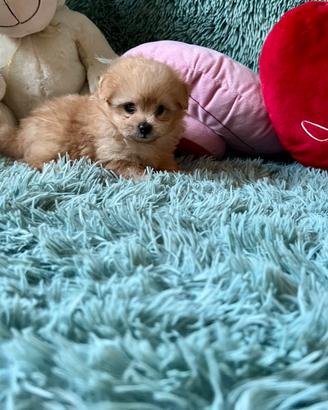POMAPOO Volpino di Pomerania per Barboncino Toy