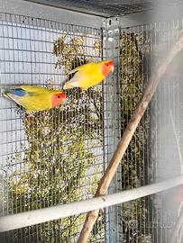 Coppia inseparabili
