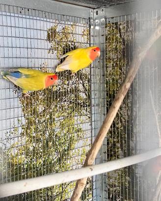 Coppia inseparabili