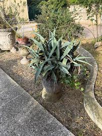 piante di agave