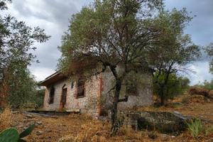 Casa con uliveto