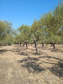 Olivetto 80 piante zona Dolianova