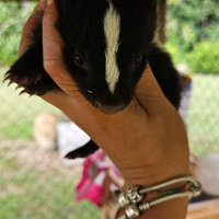 Puzzola moffetta americana