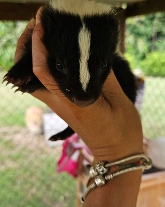 Puzzola moffetta americana