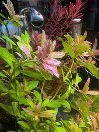 piante acquario talee