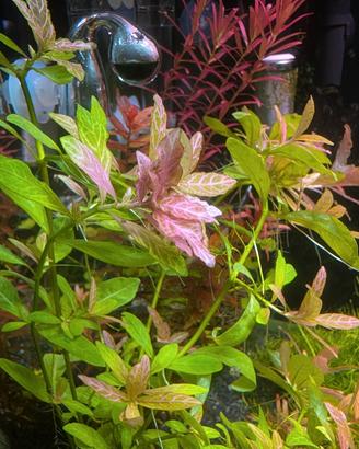 piante acquario talee