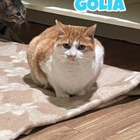 Golia gatto biancorosso di 7 anni