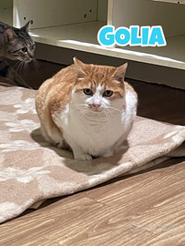 Golia gatto biancorosso di 7 anni
