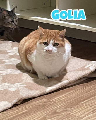 Golia gatto biancorosso di 7 anni