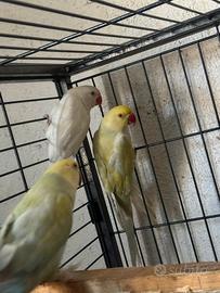 Femmine parrocchetti dal collari