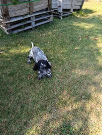 Cucciolo Setter Inglese