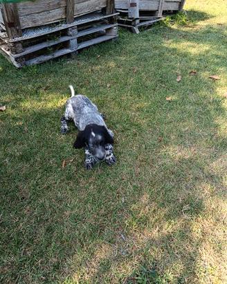 Cucciolo Setter Inglese