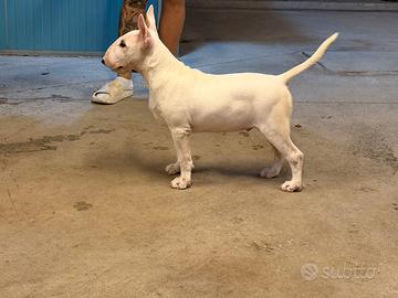 Cuccioli bull terrier