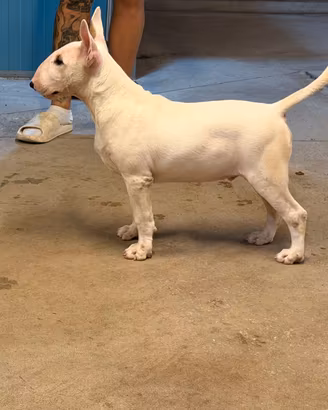 Cuccioli bull terrier