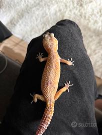 Geco leopardino