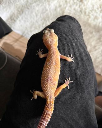Geco leopardino