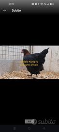 Galline ornamentali