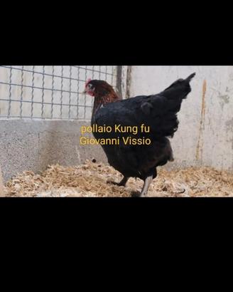 Galline ornamentali