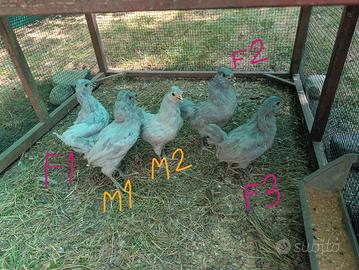 English Lavender Ameraucana